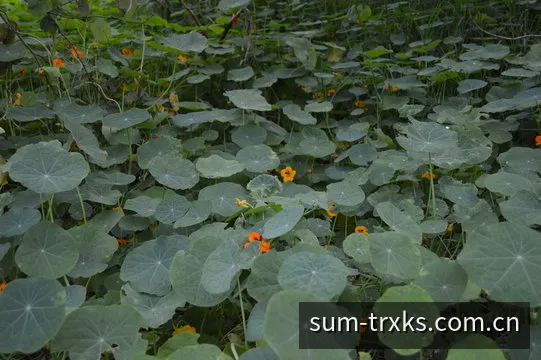 波场快三大小单双走势展示图